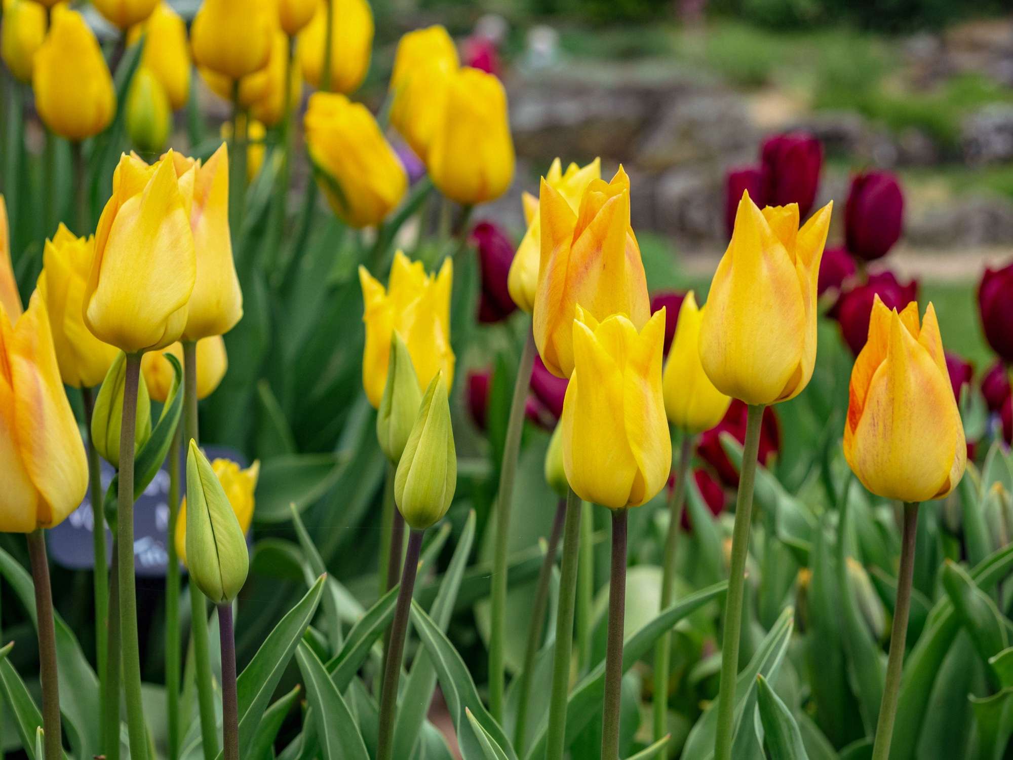 Tulpe 'Moonblush'